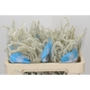 Amaranthus Yearming Desert