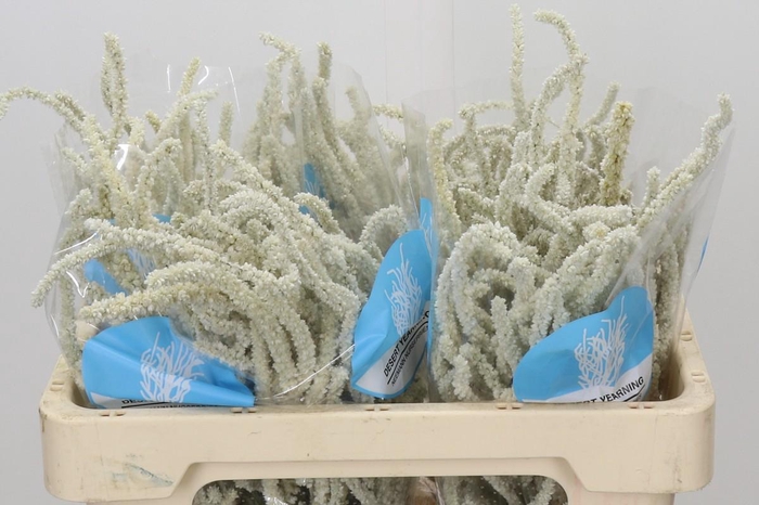 <h4>Amaranthus Yearming Desert</h4>