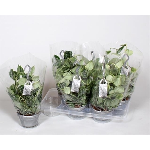 SCIND PICT ARGYRAEUS