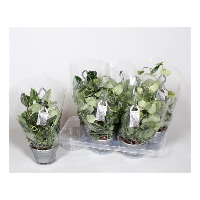 <h4>SCIND PICT ARGYRAEUS</h4>