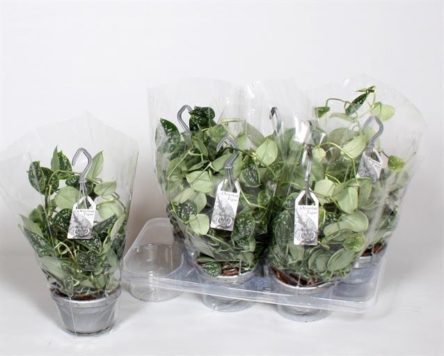 <h4>SCIND PICT ARGYRAEUS</h4>