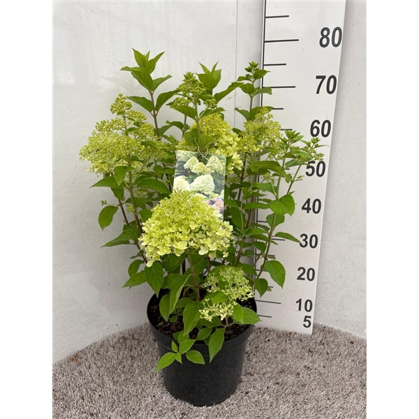 <h4>Hydrangea pan. Limelight 50 cm P26</h4>