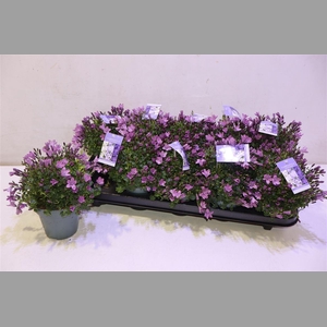 Camp Portenschlagian