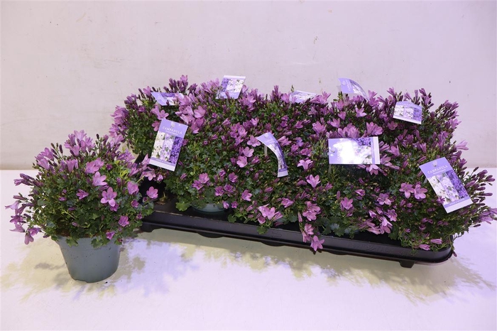 <h4>Camp Portenschlagian</h4>