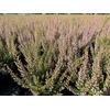 ERICA SPARSA  ROSA