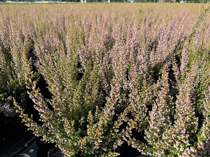 ERICA SPARSA  ROSA