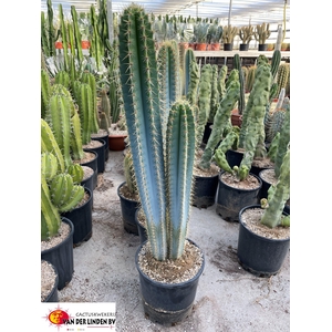 PILOSOCER PACHYCLADU