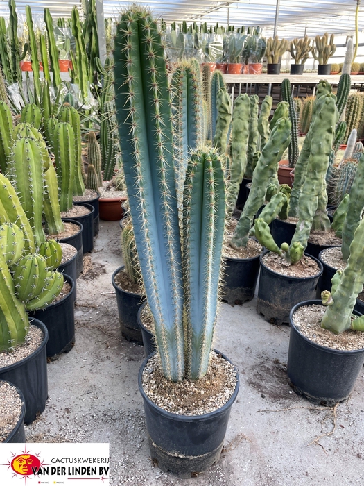 <h4>PILOSOCER PACHYCLADU</h4>