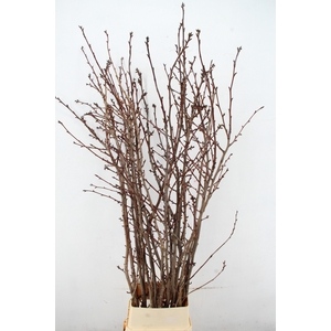 PRUNUS X SERRULATA PER STEM 200CM