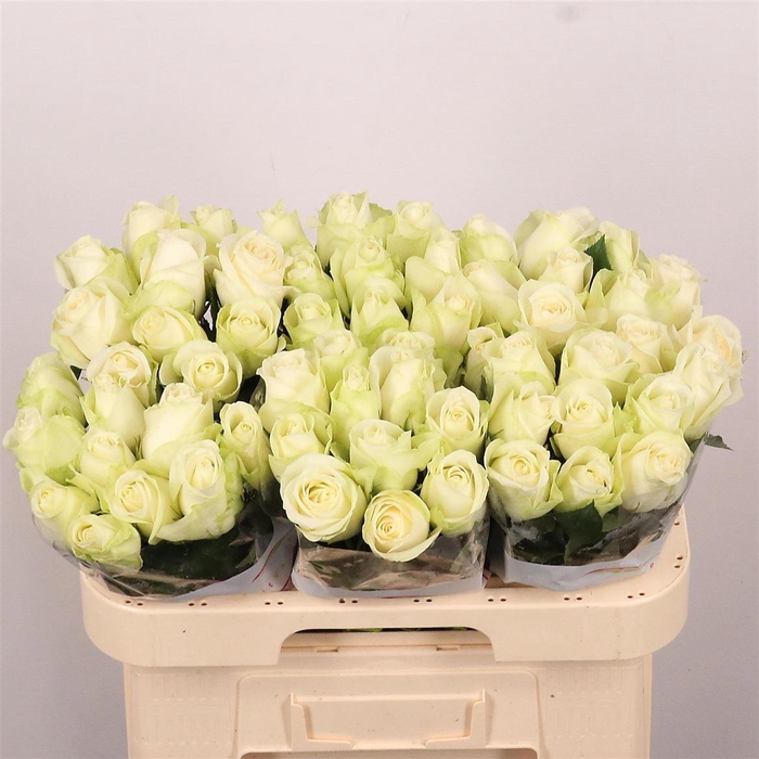 <h4>R Gr Snowstorm+</h4>