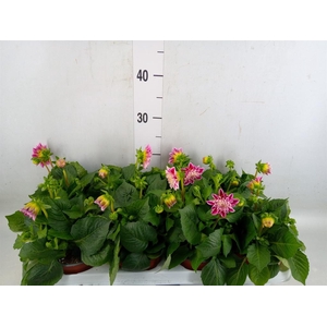 Dahlia  'Dahlietta Emily'