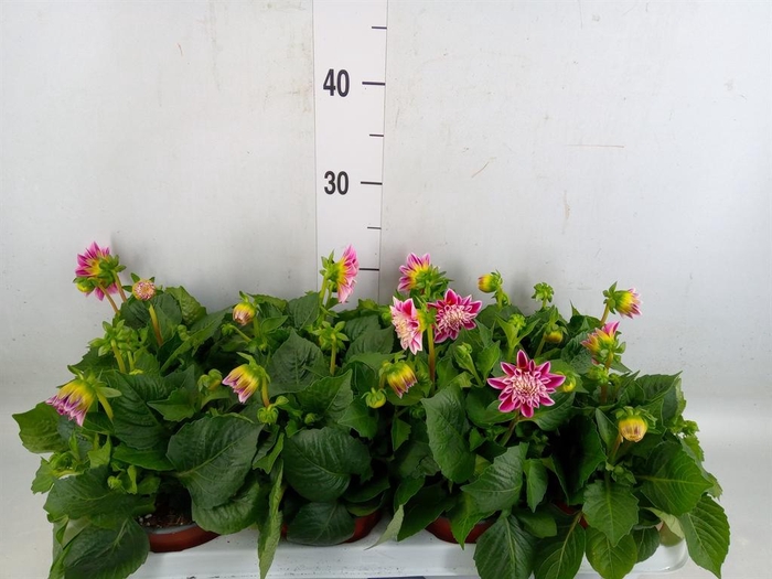 <h4>Dahlia  'Dahlietta Emily'</h4>