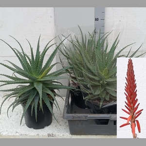 ALOE ARBORESCENS