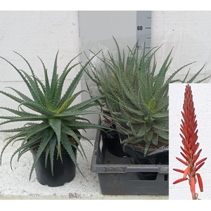 ALOE ARBORESCENS