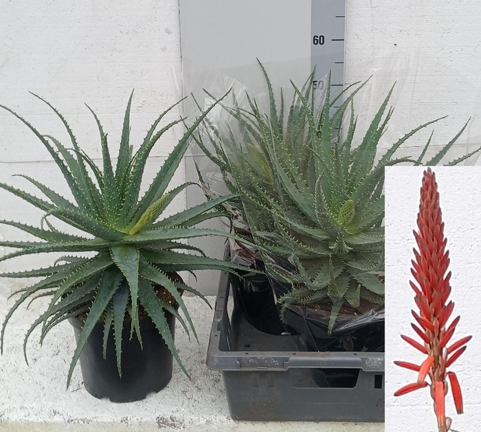 <h4>ALOE ARBORESCENS</h4>