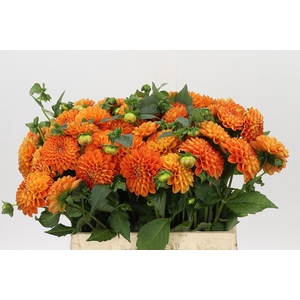 Dahlia Souvenir Dete