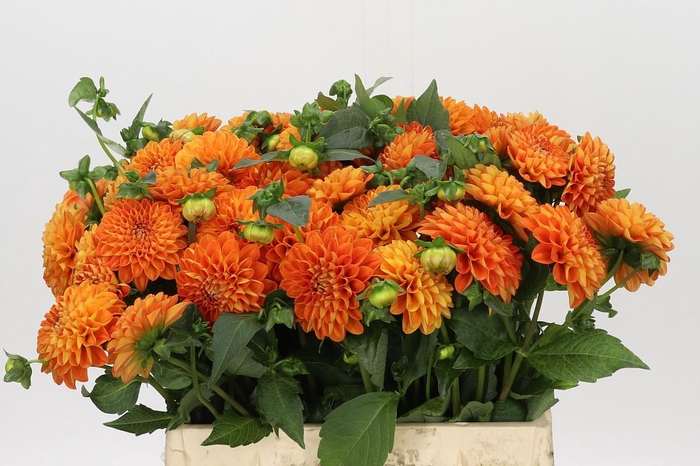 Dahlia Souvenir Dete