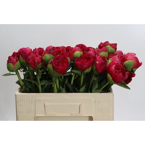 Paeonia Command Performance