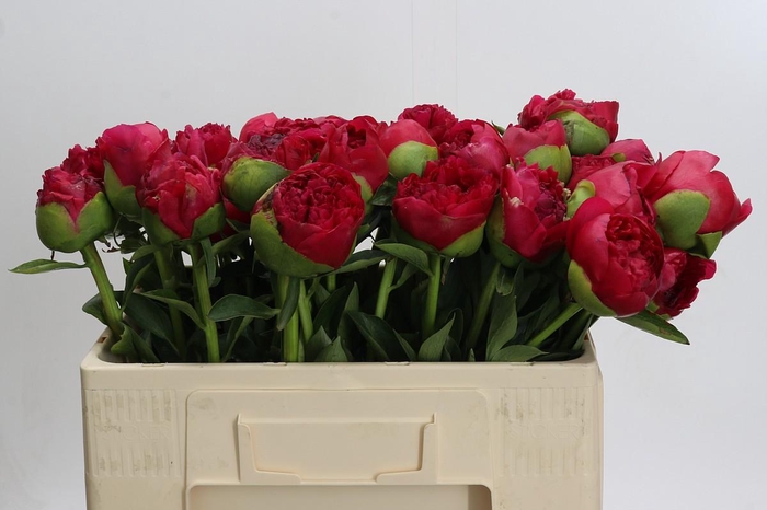 <h4>Paeonia Command Performance</h4>