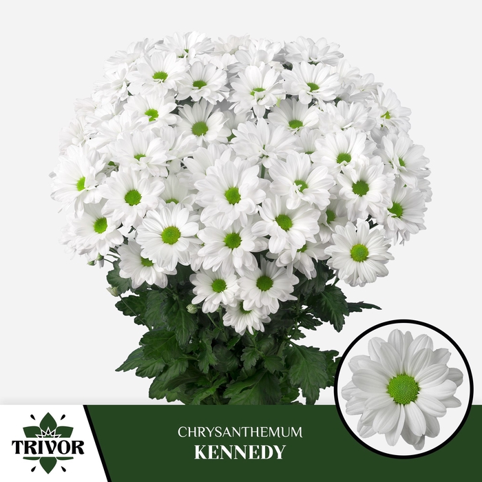<h4>Chrysanten Chr T Kennedy</h4>