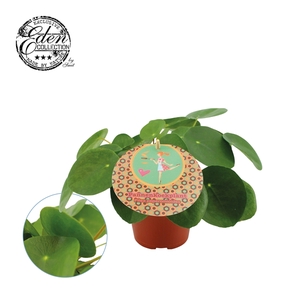 Pilea Peperomioides 12cm Nederlands etiket