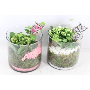 arr2 PL - Glas cilinder 15x15 - roze/wit