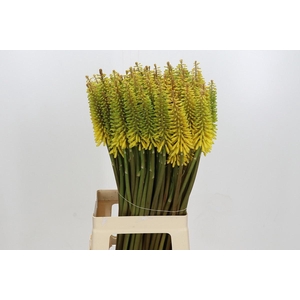 KNIPHOFIA SUNNINGDALE YELLOW.