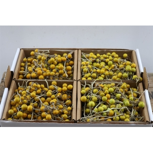 Sier Cuc Solanum Mix X4 Yellow