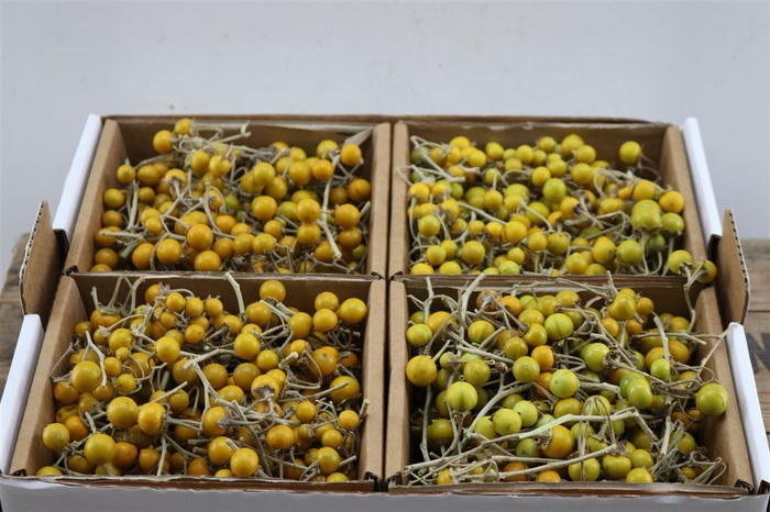 <h4>Sier Cuc Solanum Mix X4 Yellow</h4>