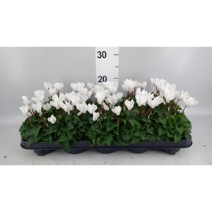 Cyclamen KL 'Verano'