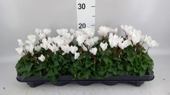 <h4>Cyclamen KL 'Verano'</h4>