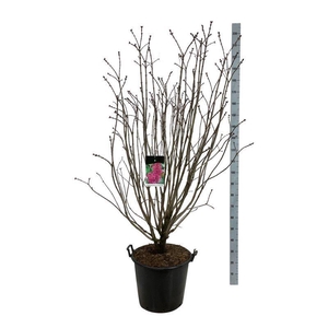 Syringa v. 'And. an Ludwig Späth'