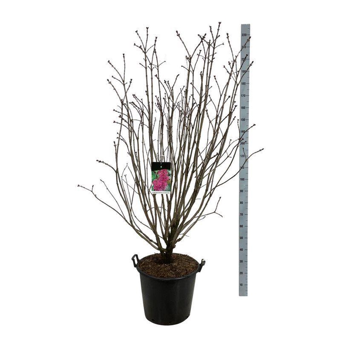 <h4>Syringa v. 'And. an Ludwig Späth'</h4>