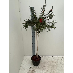 CALLISTEMON CITRINUS