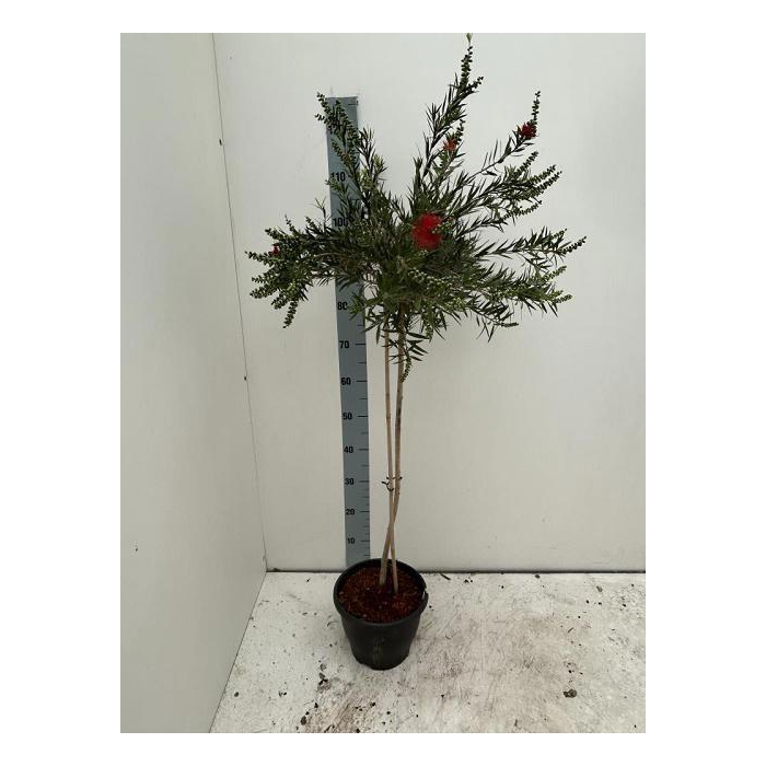 <h4>CALLISTEMON CITRINUS</h4>