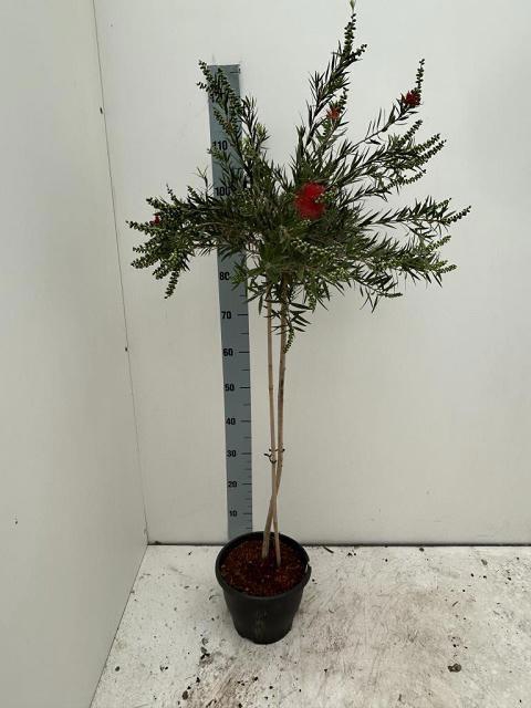 CALLISTEMON CITRINUS