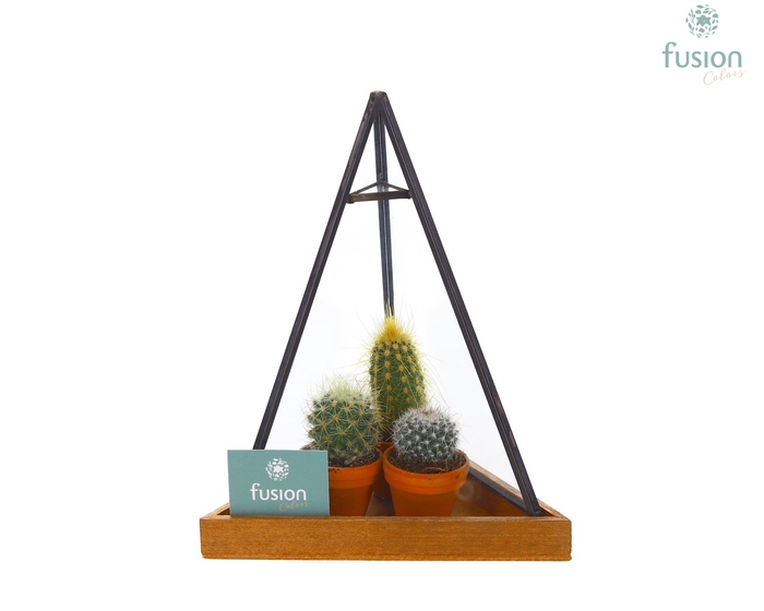 <h4>Glas Pyramide met metaal Small met Cactussen</h4>
