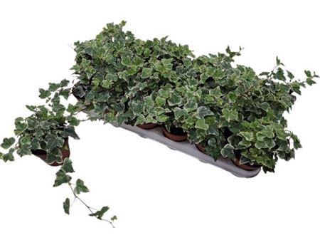 <h4>Hed He White Wonder</h4>