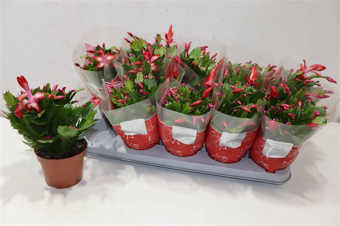 <h4>Schlumb Flame Red</h4>