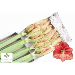 Hipp Ga Coral Flame X12