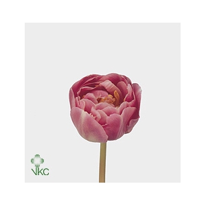Tulipa DU 'Endless Love'