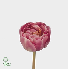<h4>Tulipa DU 'Endless Love'</h4>