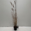 Miscanthus 'Ferner Osten' P19 (3ltr)