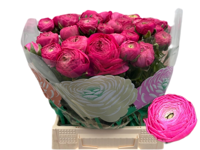 <h4>RAN AAZUR DEEP ROSE</h4>