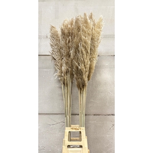 CORTADERIA EVITA OVERIG 160 CM