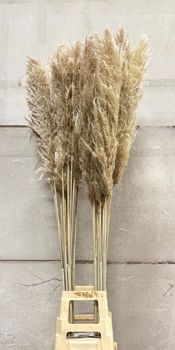 <h4>CORTADERIA EVITA OVERIG 160 CM</h4>