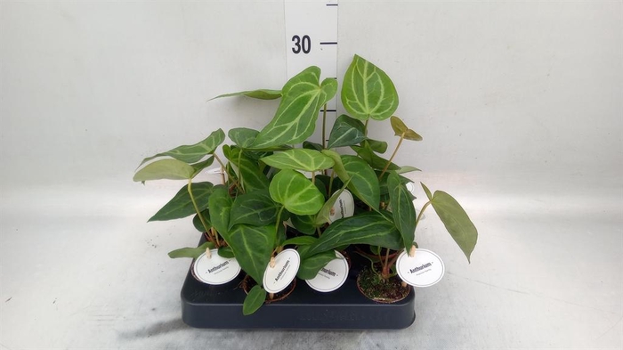 <h4>Anthurium ...</h4>