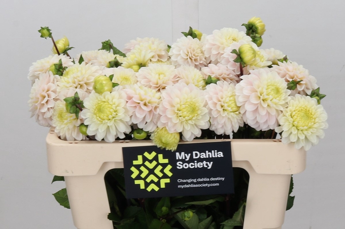 <h4>Dahlia White Isa</h4>