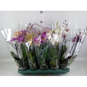 Phalaenopsis multi.   ...mix  5
