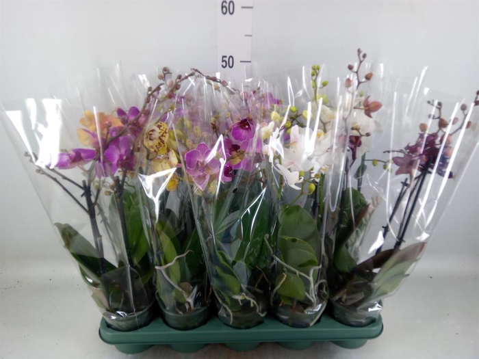 <h4>Phalaenopsis multi.   ...mix  5</h4>